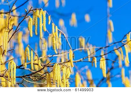 Colorful Hazelnut Blossom In Spring