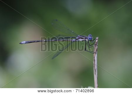 Spotted Spreadwing Damselfly