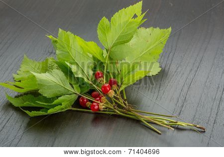 Stone Bramble