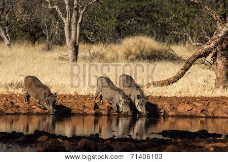 Warthog family