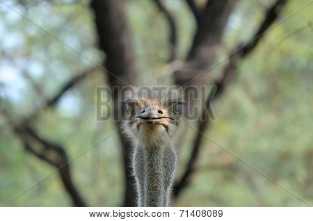 Ostrich
