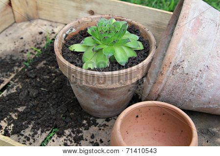 Houseleek