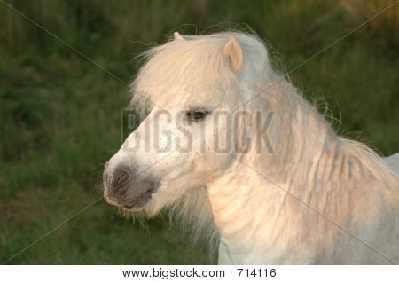 Hvide hest
