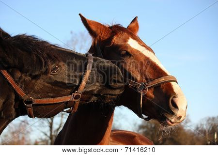 Black Horse Nuzzling Brown Horse