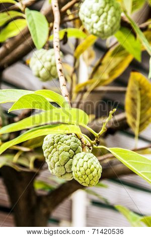 Close Up Annona Squamosa Or Custard Apple Fruite On The Tree