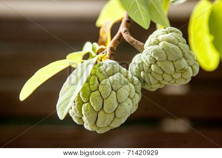 Close Up Annona Squamosa Or Custard Apple Fruite On The Tree