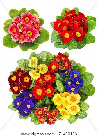 Primula Flowers Isolated On White