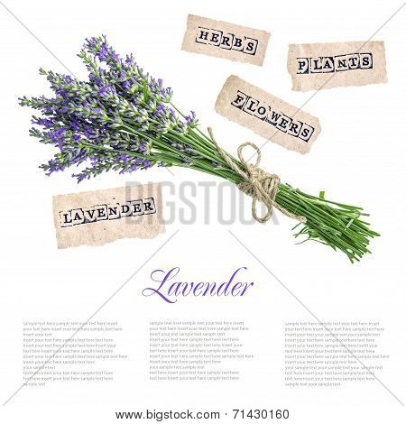 Lavender Flowers Isolated On White Background