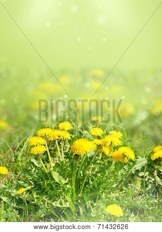Dandelion Flowers In Green Grass