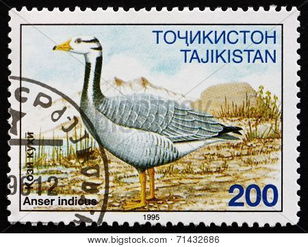 Postage Stamp Tajikistan 1996 Bar-headed Goose, Bird