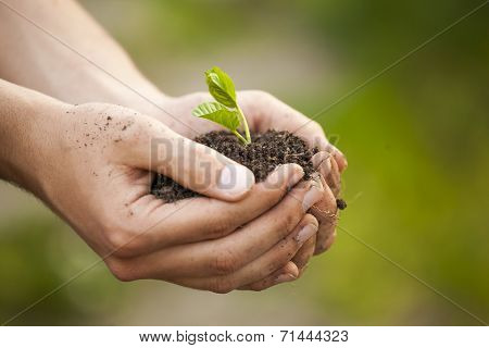 Hands Holding Seedleng