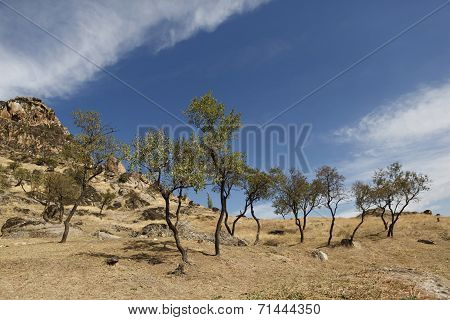 Almond Trees Under Marko's Towers Near Prilep
