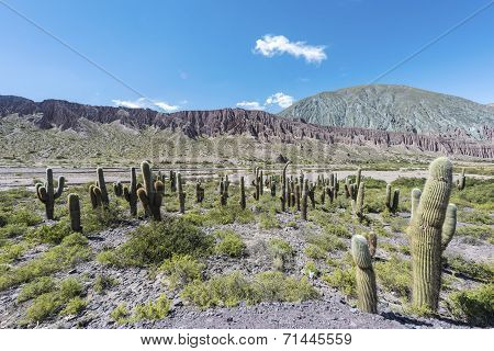 Cienaga, Quebrada De Humahuaca, Jujuy, Argentina.