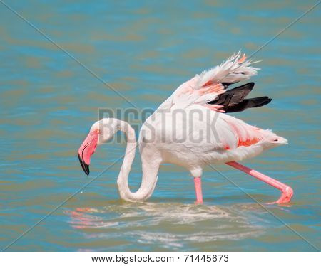Pink Flamingo Close Up