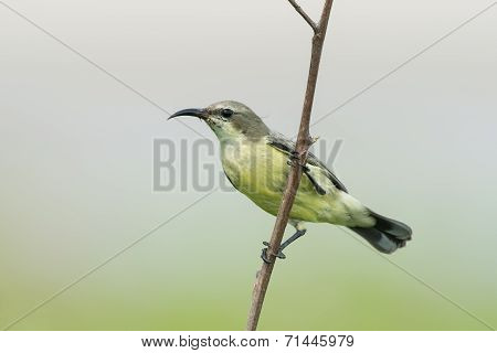 A Female Beautiful Sunbird (nectarinia Pulchella) Perched On A Branch
