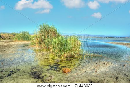 Molentargius Pond