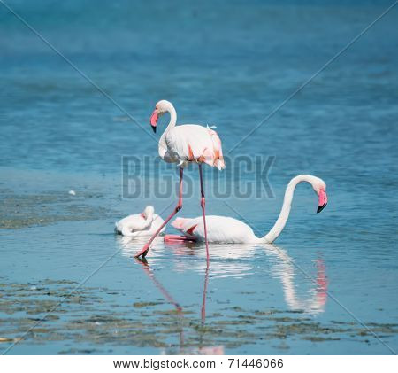 Pink Flamingos On The Water