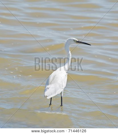 White Heron