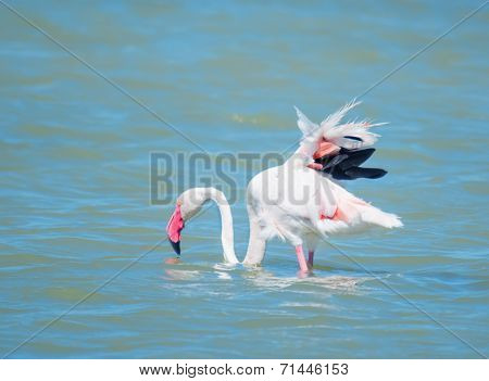 Pink Flamingo