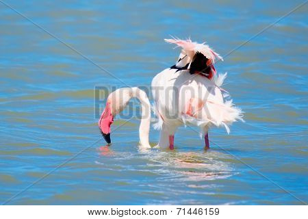 Flamingo Close Up