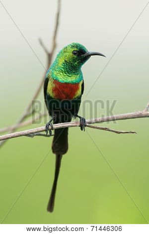 A Male Beautiful Sunbird (nectarinia Pulchella) In Full Breeding Plumage
