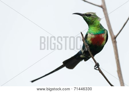 A Male Beautiful Sunbird (nectarinia Pulchella) In Full Breeding Plumage
