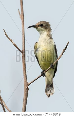 A Young Beautiful Sunbird (nectarinia Pulchella) Perched On A Branch