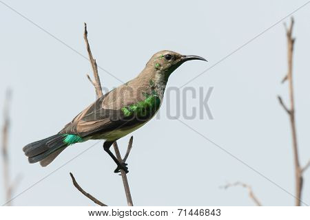 A Young Male Beautiful Sunbird (nectarinia Pulchella) Gaining His Colorful Breeding Plumage