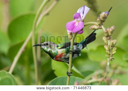 A Young Male Beautiful Sunbird (nectarinia Pulchella) Perched By A Flower