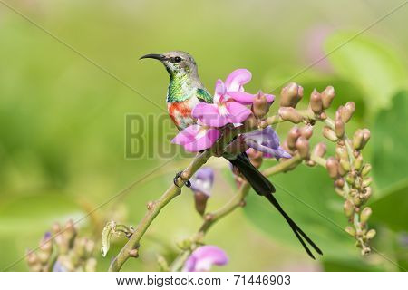 A Young Male Beautiful Sunbird (nectarinia Pulchella) Perched On A Flower