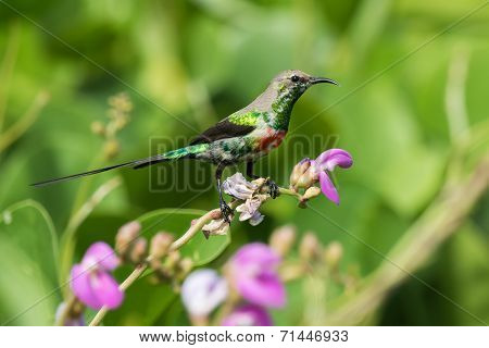 A Young Male Beautiful Sunbird (nectarinia Pulchella) Perched On A Flower