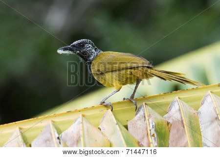 An Oriole Warbler (hypergerus Atriceps) On A Palm Leaf With Nest Material