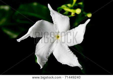 White Gardenia