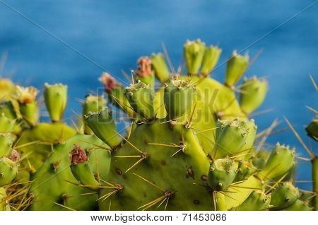 Pricly Pear Wild Green Succulent Cactus