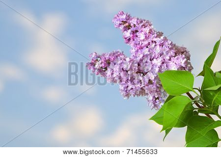 Lilac