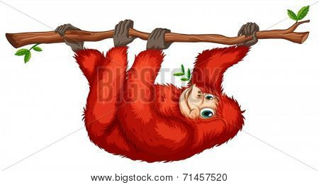 Illustration of a red orangutan on a white background