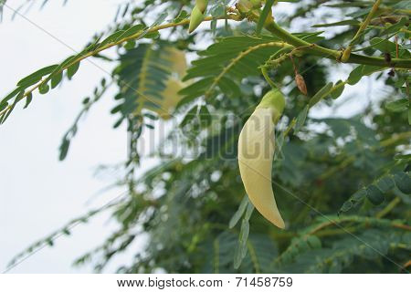 Agasta flower