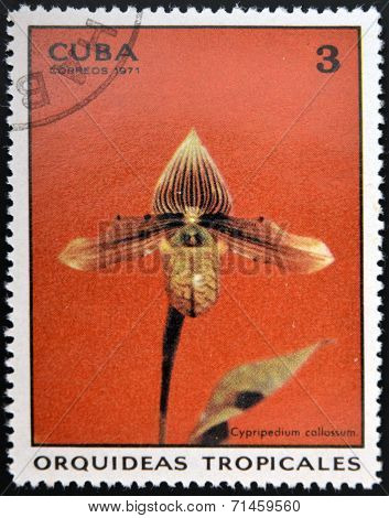 CUBA - CIRCA 1971: A stamp printed in Cuba dedicated to tropical orchids shows cypripedium callosum