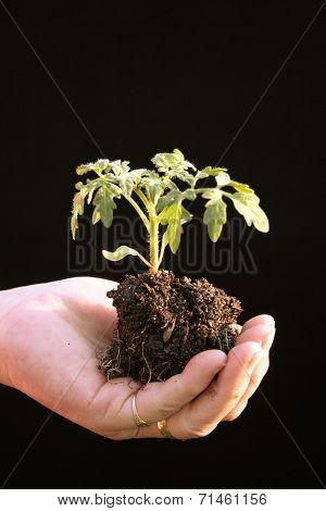 Tomato Seedling In Cupped Hand Before Being Planted