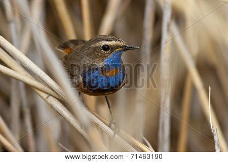 Male Bluethroat Red Star-shaped Sitting On A Branch Cane