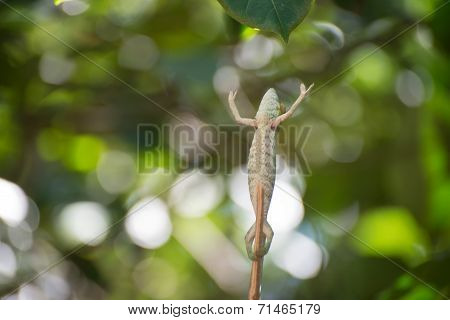The Chameleon