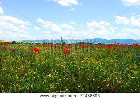 ield with green grass, yellow flowers and red poppies against the blue sky