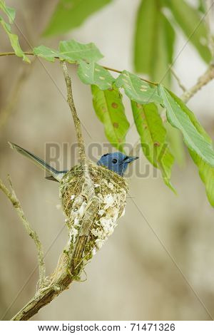 A Close Up Of Black-naped Monarch In Its Nest