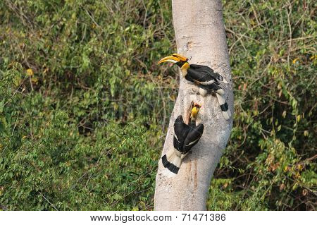 A Couple Of Great Hornbills Searching For Their Nest