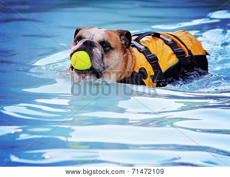  a cute dog at a local public pool 
