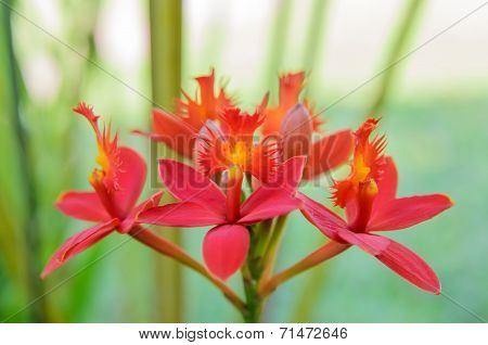 Red Ground Orchid Flower