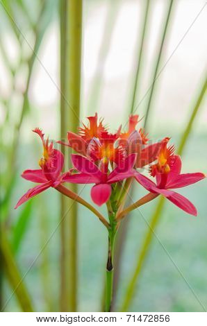 Red Ground Orchid Flower