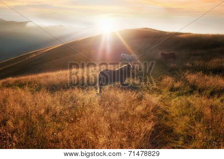 Sunset In Mountains Nature Background. Horses Silhouette At Haze And Sunbeams On Summer Meadow