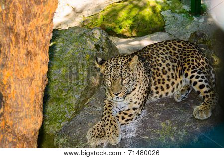 Thoughtful jaguar