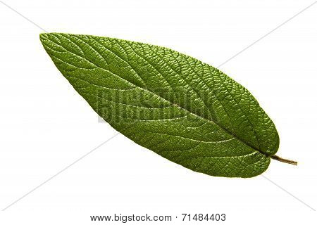 Leaf
